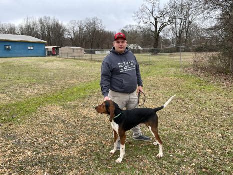 Little Money is a natural loaner who has his coons when you get to him. . Big money coonhound
